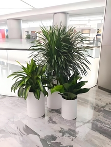 宁波杭州湾绿植出租方案 宁波杭州湾绿植出租方案